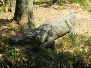 Ligator, Al Alligator and a Croc