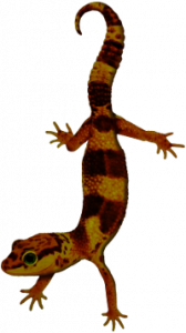 cbl